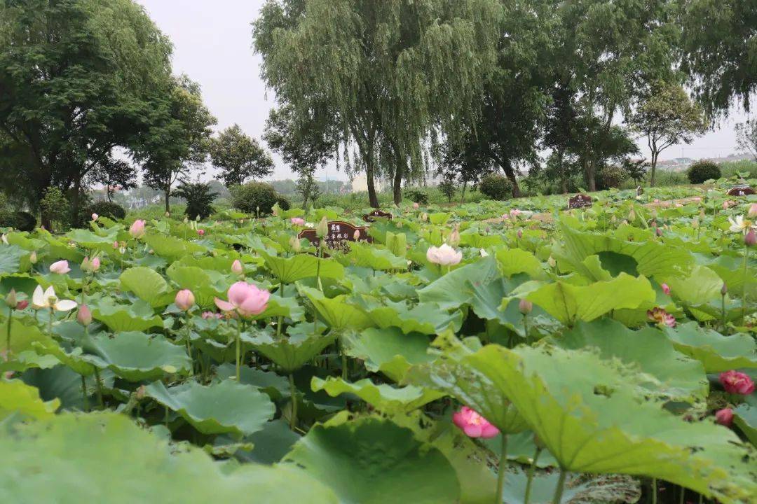【魅力家乡】惊艳!射阳湖第一波荷花闪亮登场,快携家人一起去看吧