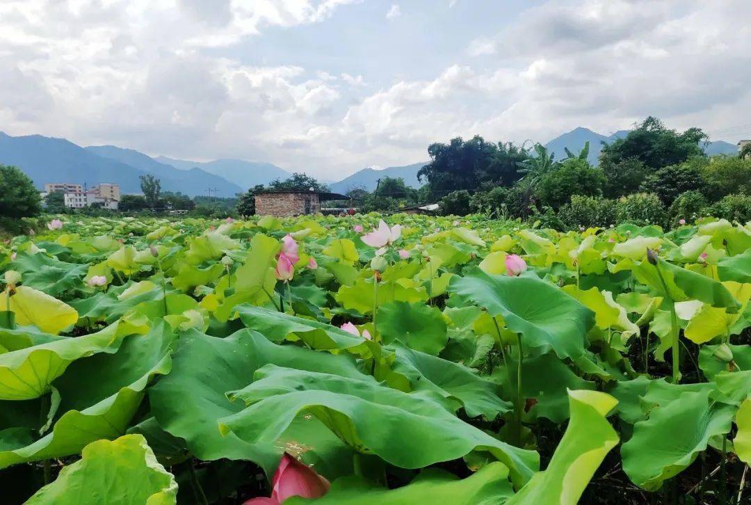 又是一年赏荷季!这份专属乐昌的夏天美景,今夏别错过