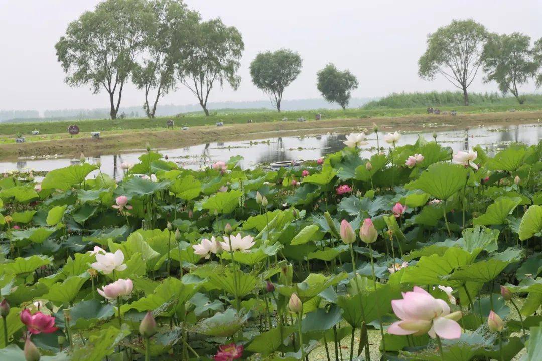 【魅力家乡】惊艳!射阳湖第一波荷花闪亮登场,快携家人一起去看吧