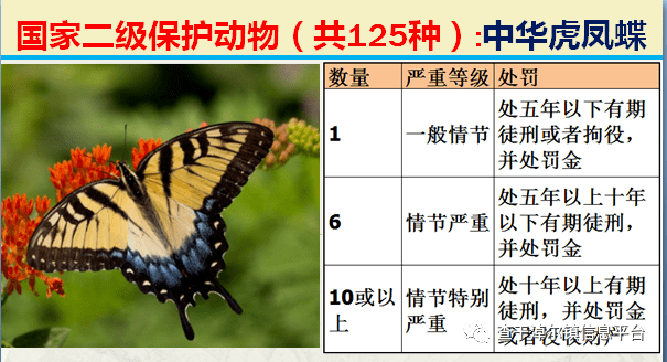 60.国家二级保护动物:双尾褐凤蝶