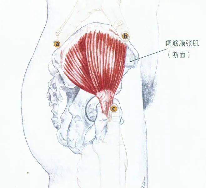 臀部大,中,小肌的解剖,分析,评估及训练方案