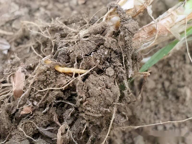 地下害虫金针虫篇