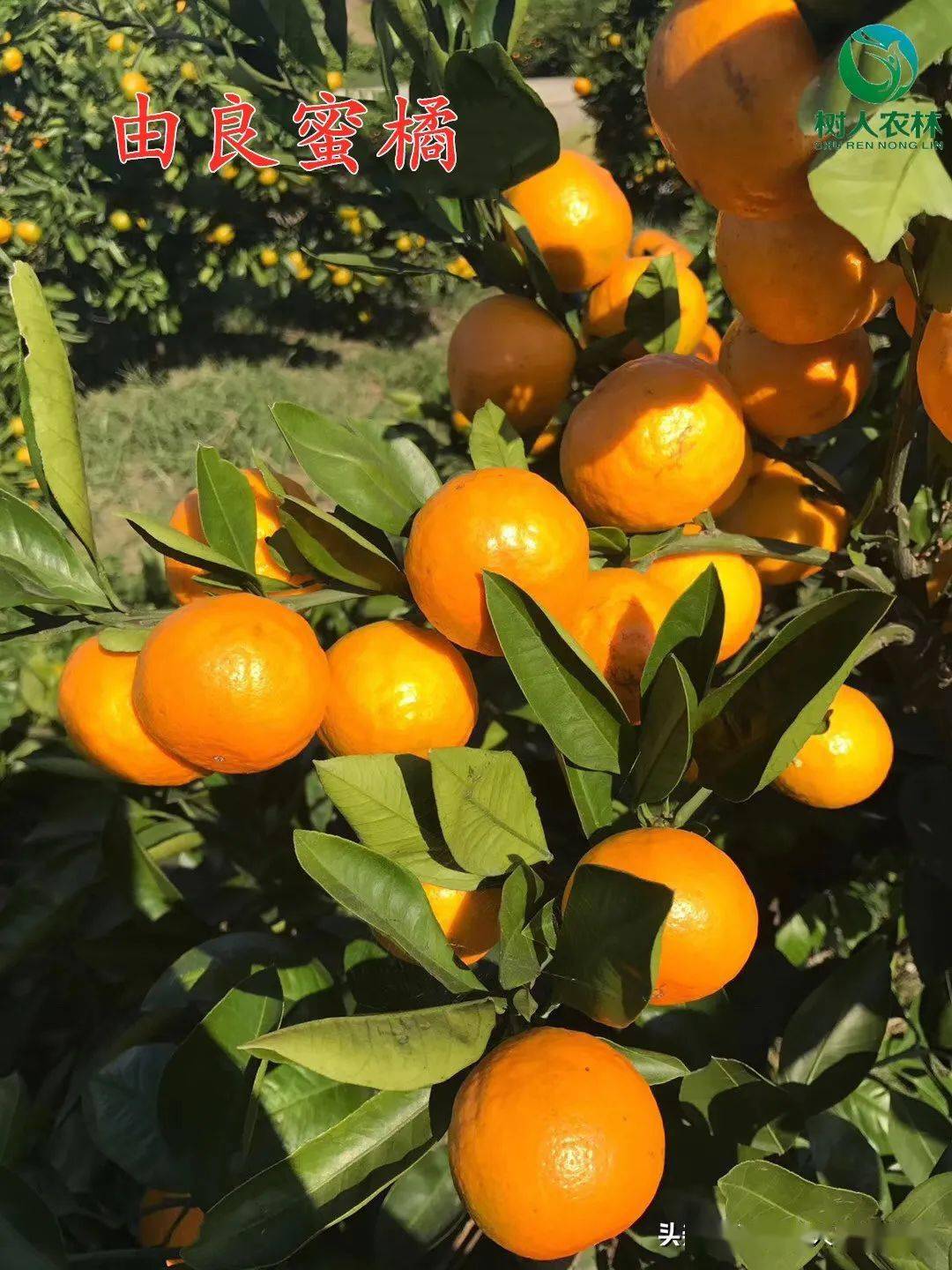 2021年柑橘新品种推荐!