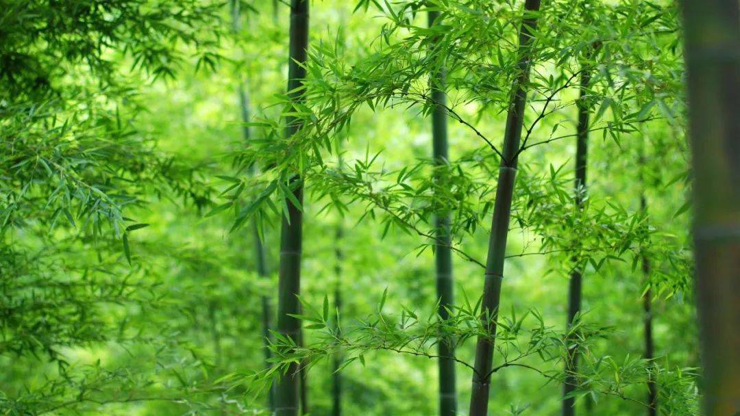 最易引来好风水的庭院植物!一定要知道_吉祥图