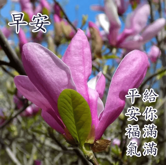 早安,朋友!愿你四季康健生活幸福,季节转换好运永驻