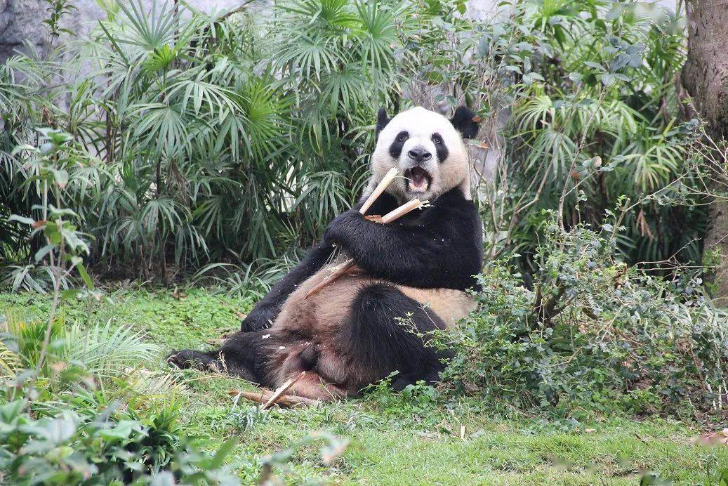 大熊猫爸爸"开开"