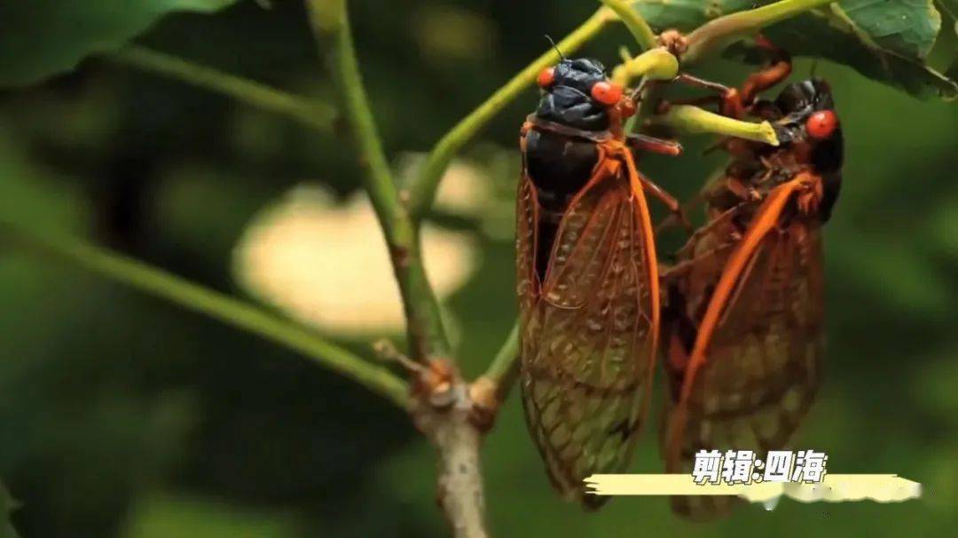 其实中国并不是特殊,只不过这里的气候很适合周期蝉的生长,极大地缩短