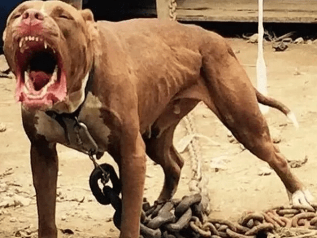 杜高犬是一种体型巨大,性情凶猛,攻击力极强的烈性犬,禁构饲养.