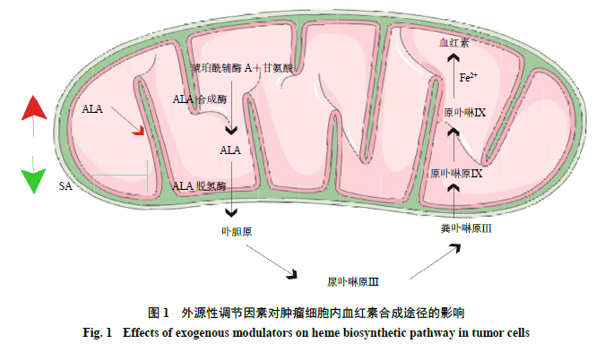 线粒体对青蒿素类化合物的激活作用