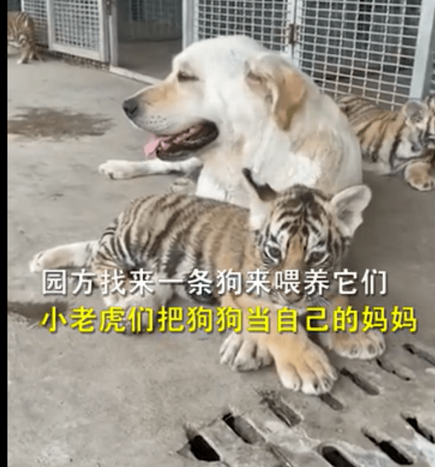 虎妈妈不喂奶,动物园找狗喂虎崽,网友调侃:狗子都"疑惑了