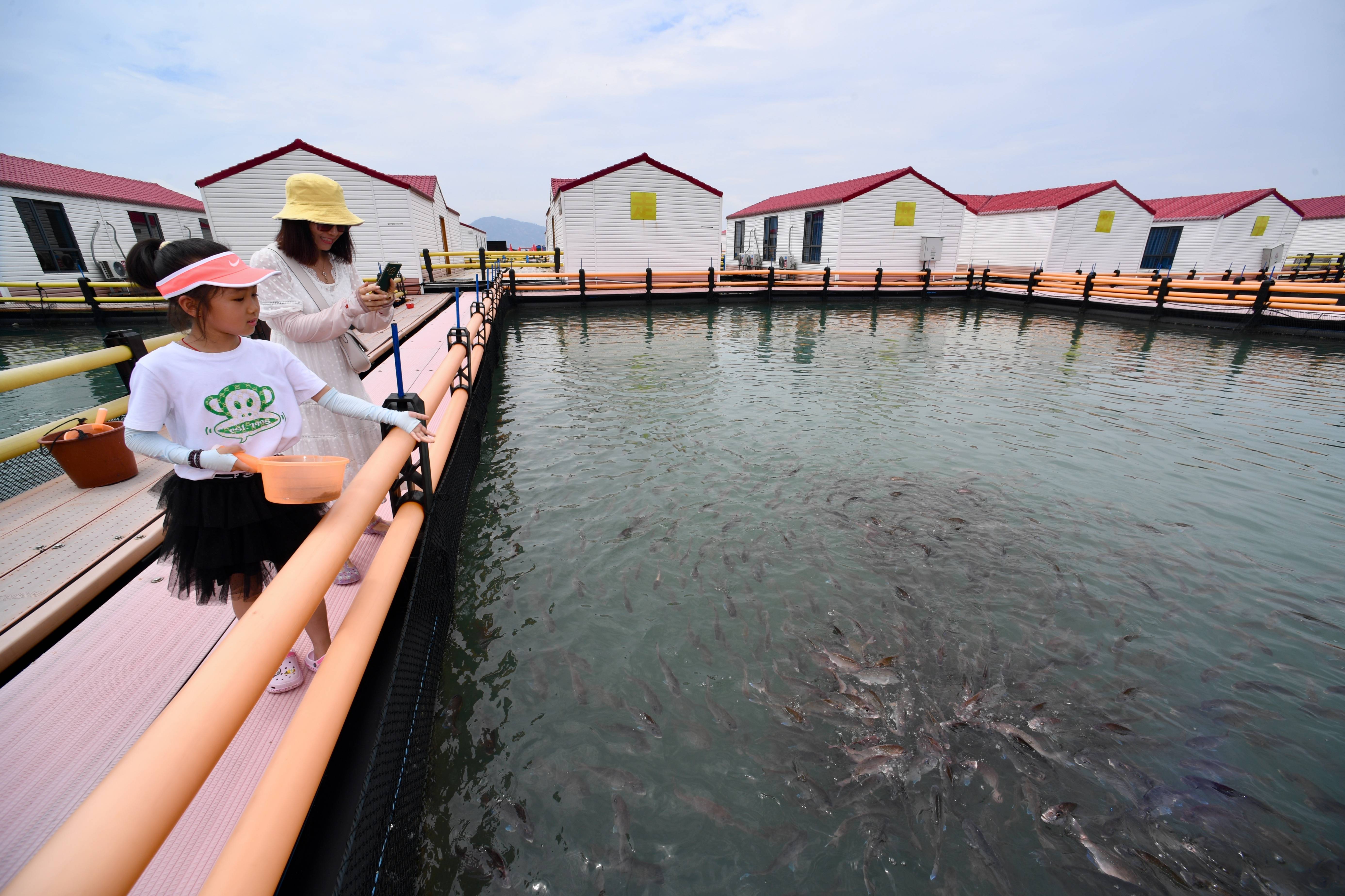 在霞浦县溪南镇七星海域深水网箱养殖区,游客在喂食网箱内的海鱼