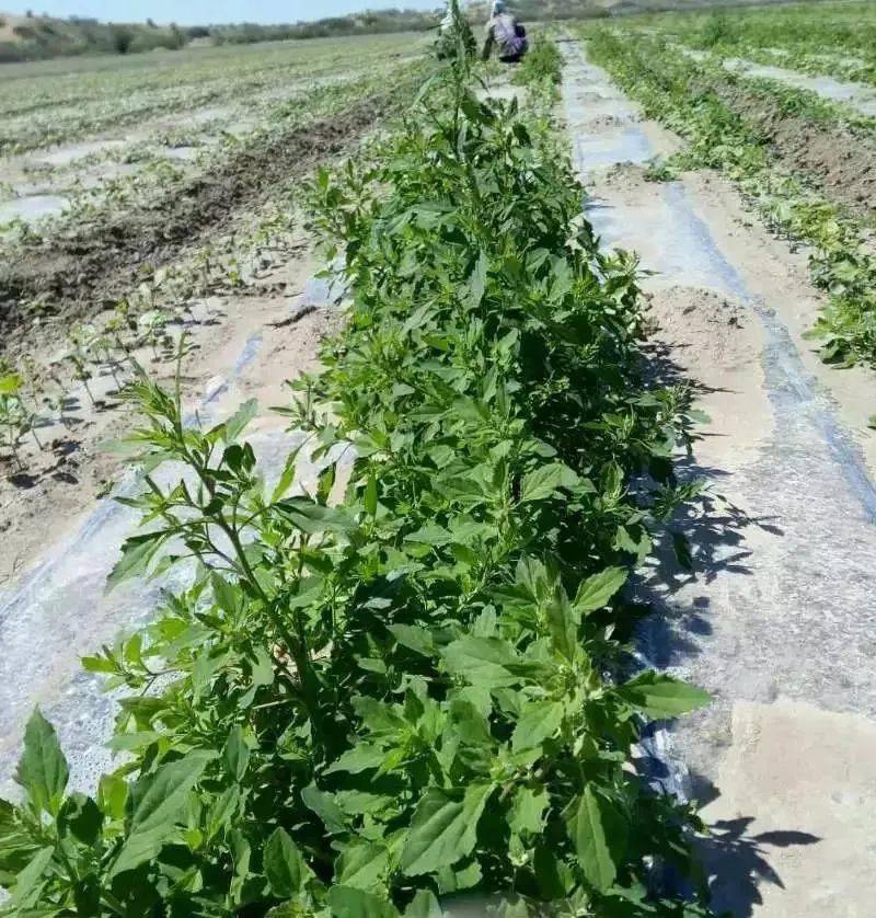 棉田草太多应该怎么滴施除草剂