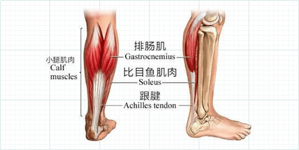 当你 "踮脚脚"时,其实已经锻炼到了小腿后侧的几块肌肉