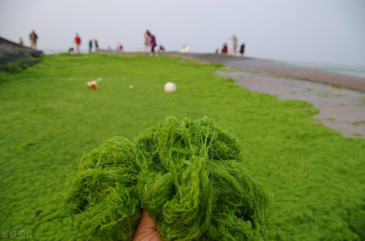 黄海浒苔爆发15年青岛成为重灾区水质变肥才是病根