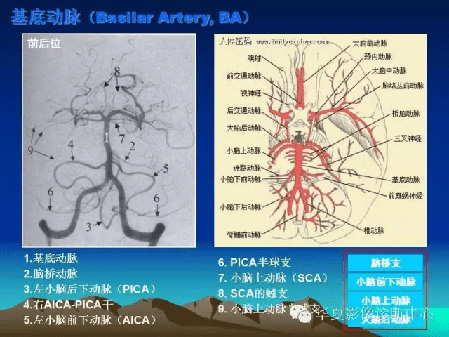 关于脑血管解剖,你想要的都在这里了_平台