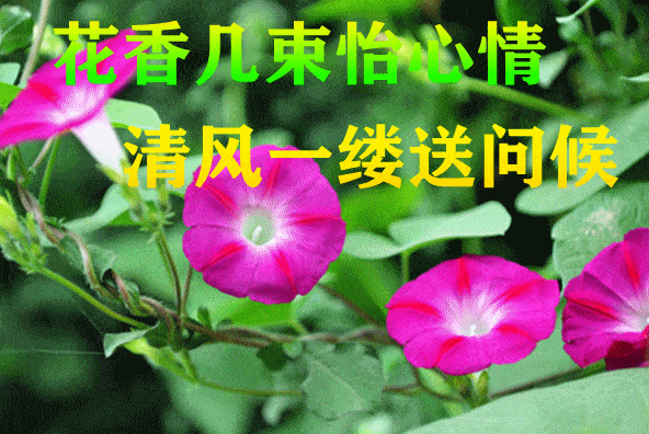 最漂亮早上好动态表情图片大全,早晨好动图美图大全