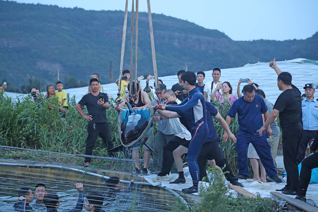 来源|浙江台州：4头搁浅瓜头鲸成功放归大海 2头放生途中死亡