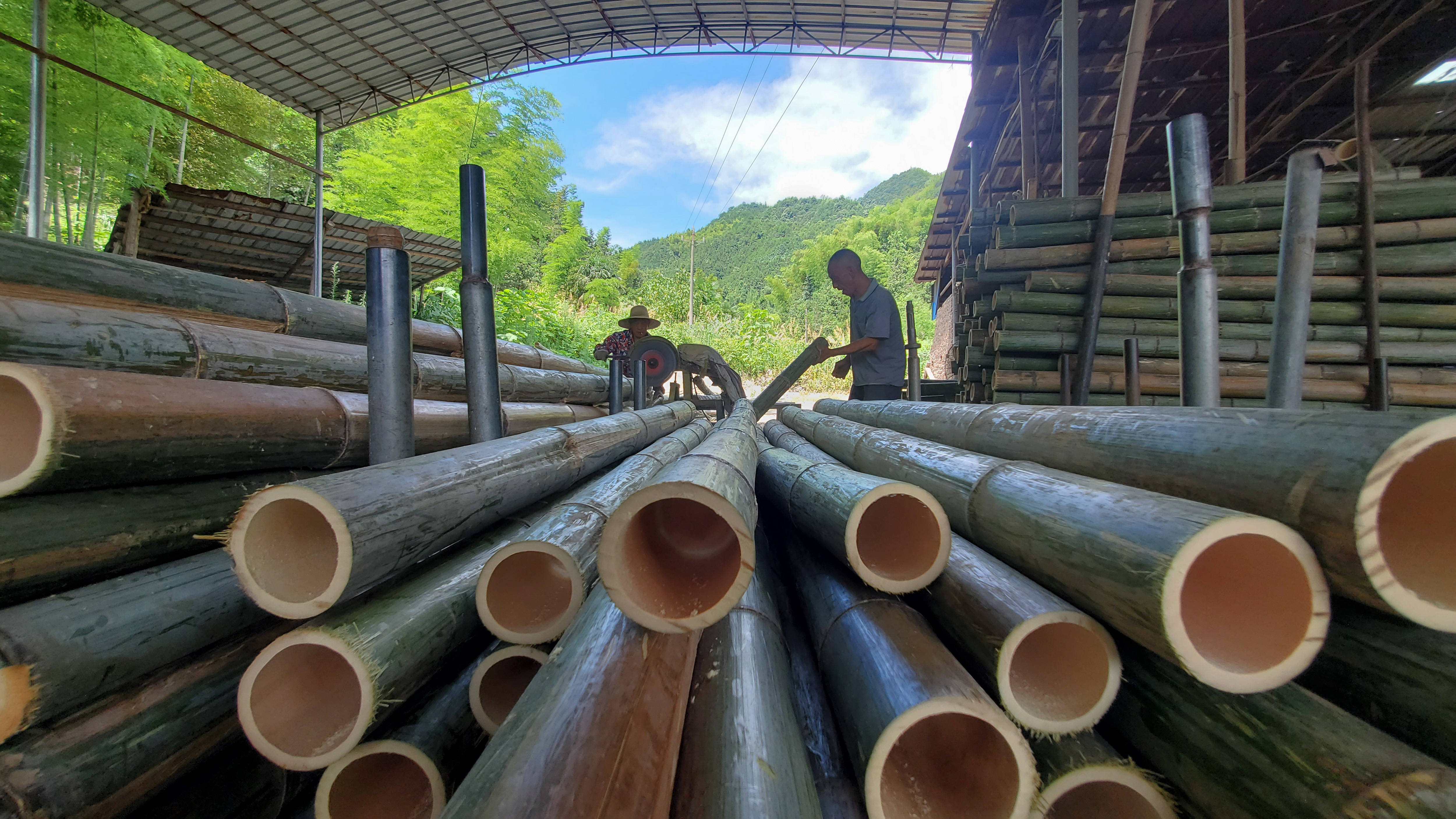 市西岭镇五冲村依托本地丰富的山地资源,大力发展楠竹种植和加工产业