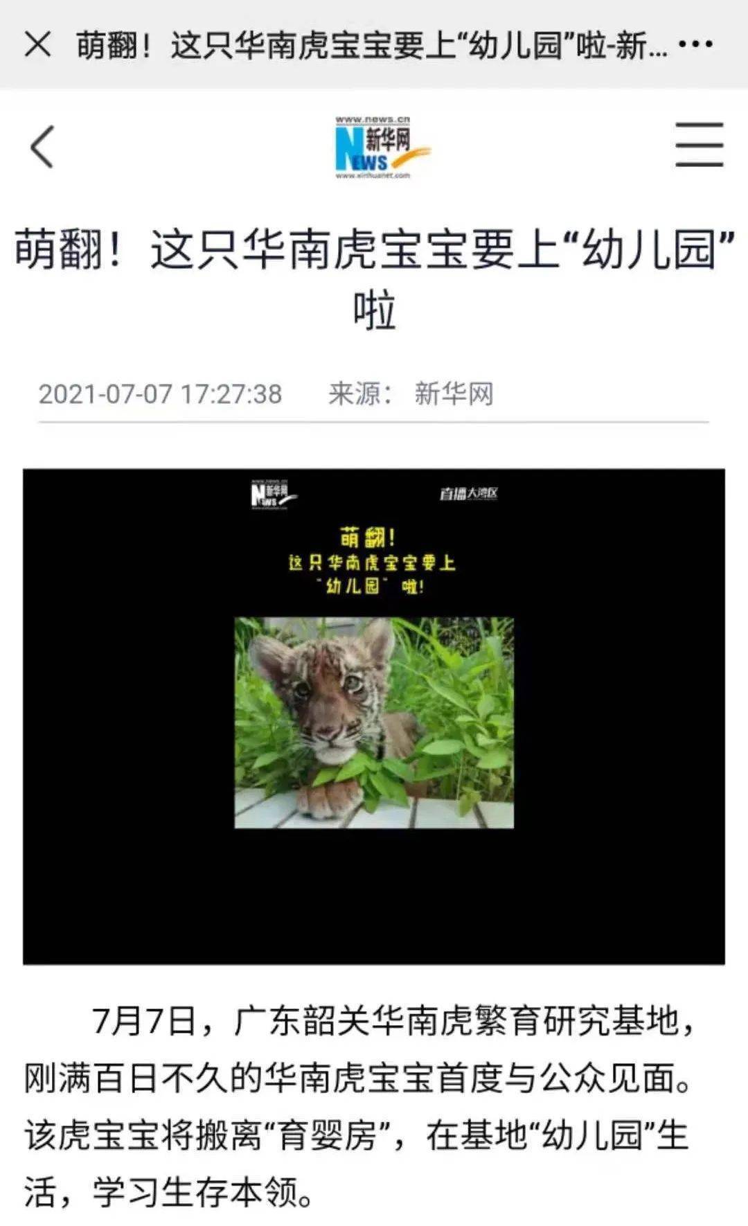 韶关超萌华南虎"小公主"喜提热搜,大咖媒体都来报道了!_宝宝