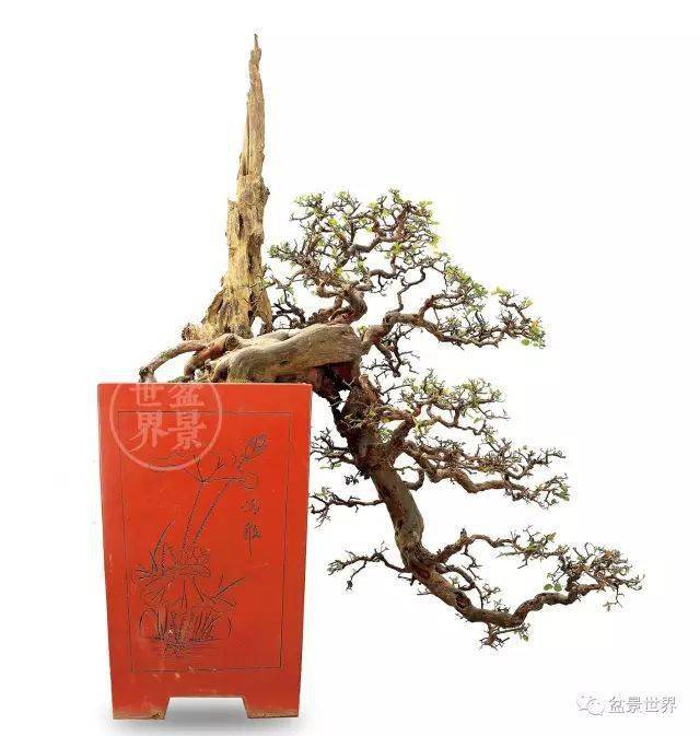 最美的100盆雀梅盆景建议收藏