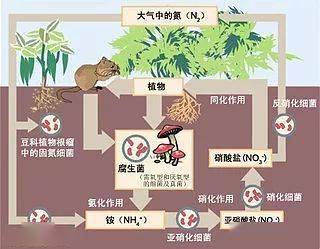 所以,所有植物都含有硝酸盐和亚硝酸盐.