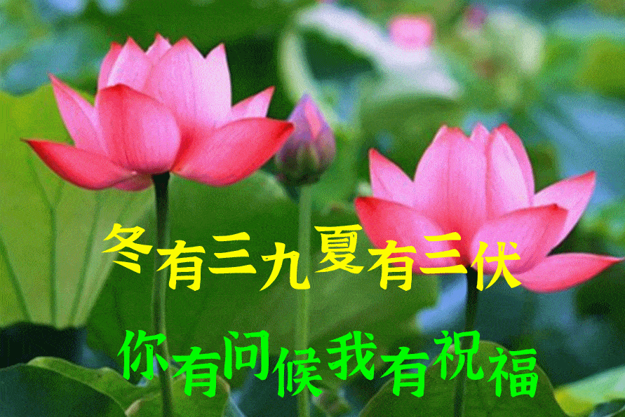 7月11日入伏最漂亮早上好动态表情图片大全,早晨好动图美图大全