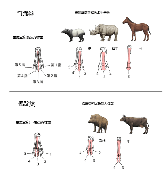 为什么以牛为代表的偶蹄目动物更加繁盛?_奇蹄目