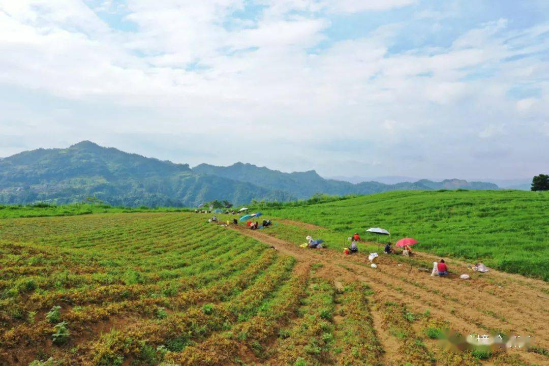 航拍岑巩县平庄镇后坪村太子参种植基地