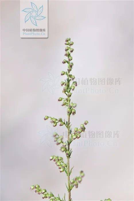 蒿草到底长啥样?怎样预防蒿草过敏?