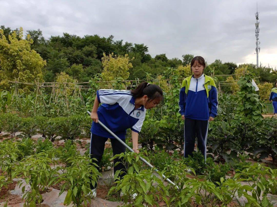 打开大自然的绿色课本延安新区外国语学校开展阳光农场劳动实践活动