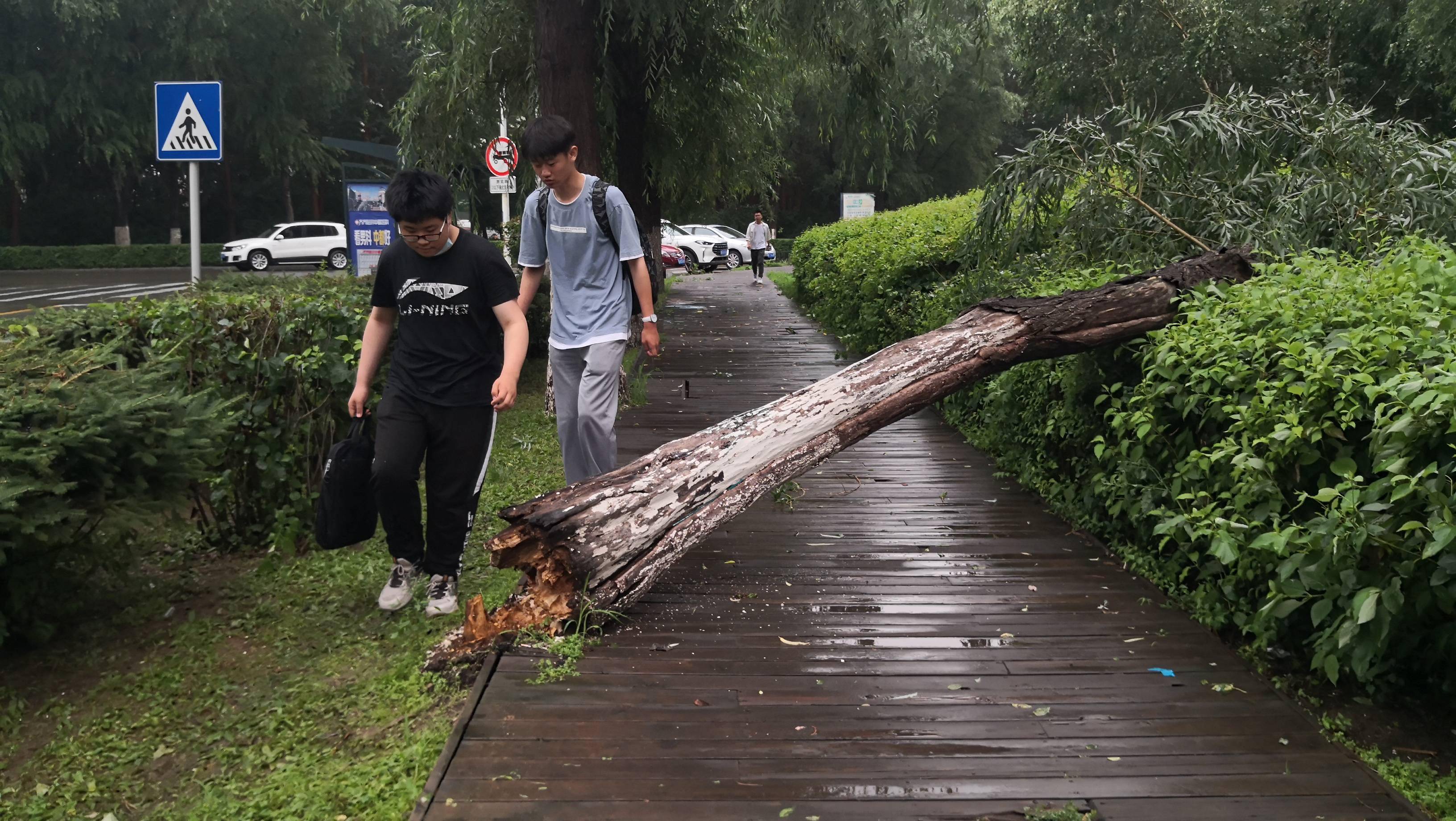 风雨中,一些树木断折