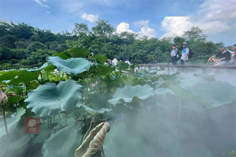 2021年7月3日~8月8日 活动地点: 青秀山桂花园,东区,荷花池, 状元泉