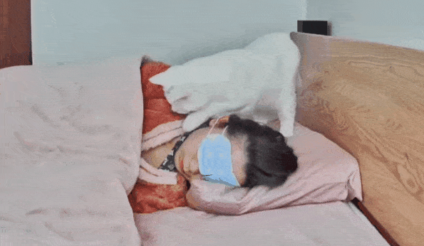猫:别问了,我爱你