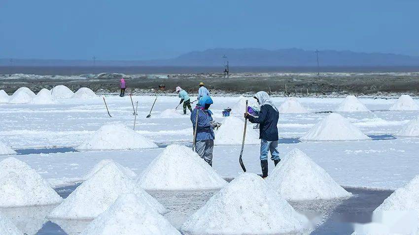 【图集】千堆"白雪"戈壁滩晒,高台盐田大丰收