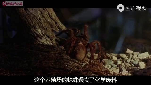 惊悚片蜘蛛误食化学废料变异成2米八脚怪兽可没人相信男孩
