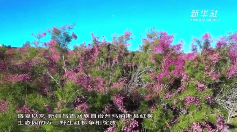 新疆玛纳斯:红柳花开遍地红