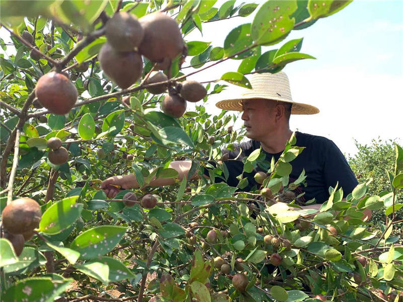 《走进乡村看小康》江西:油茶树上的"金蛋蛋"