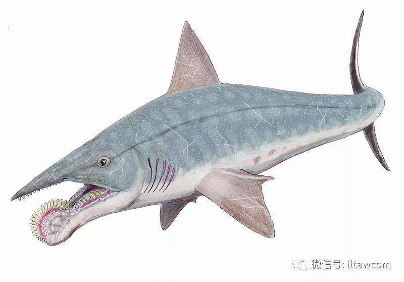 海洋科普1503旋齿鲨困扰学术界几百年的鱼类