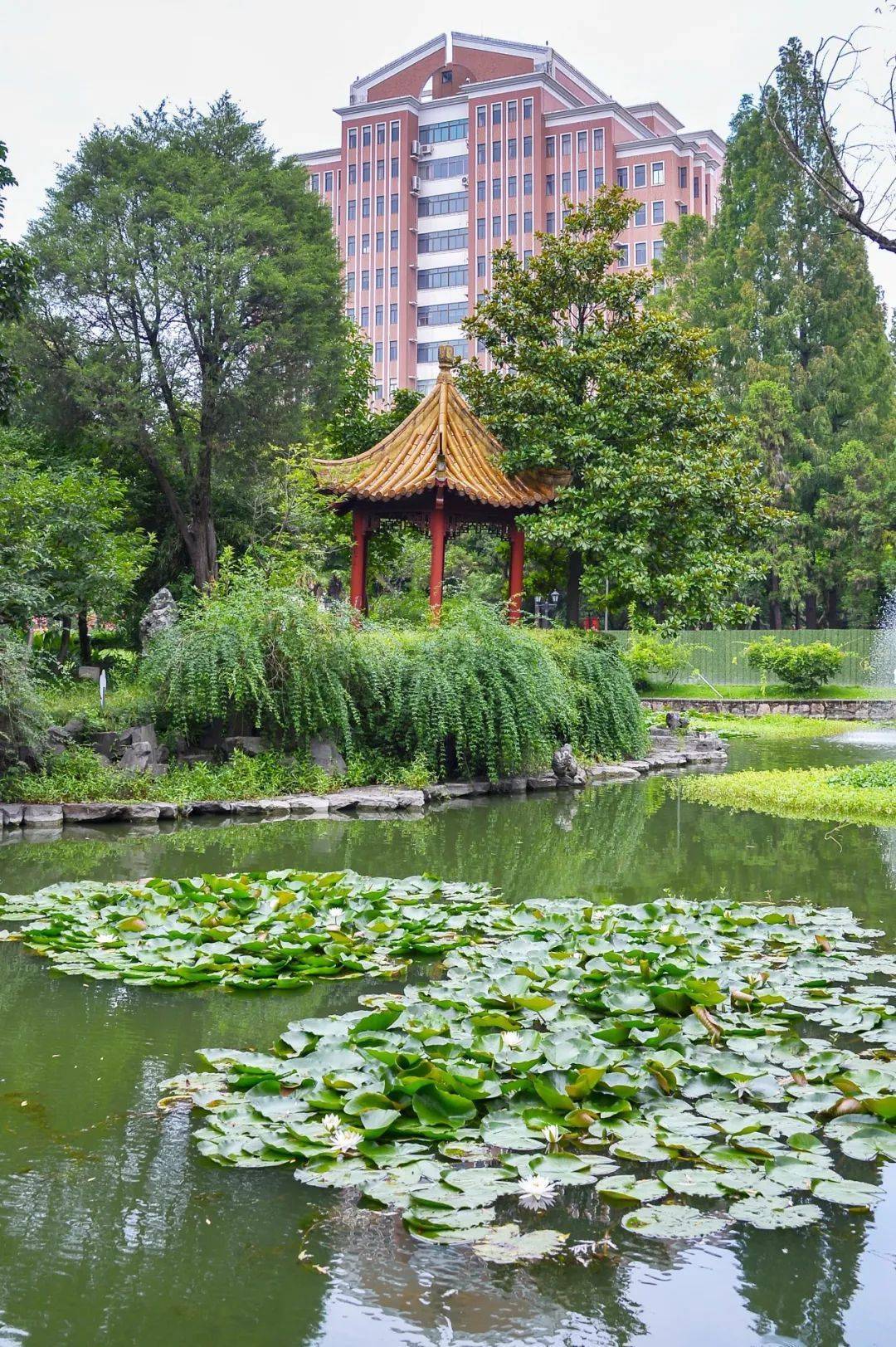 上海师大拍了拍你,夏日校园美景奉上