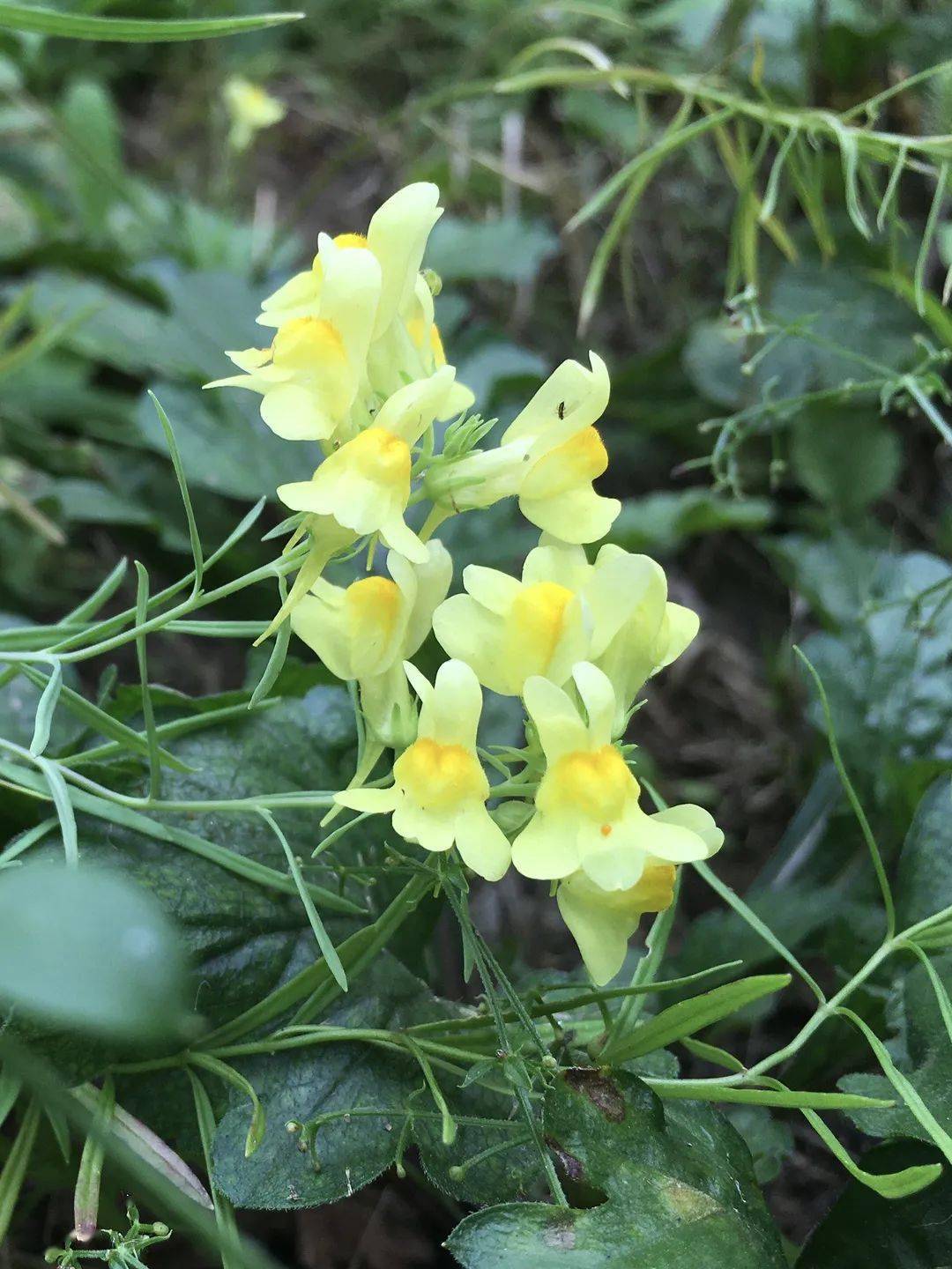 7:野有蔓草——绣球小冠花与紫云英_植物园