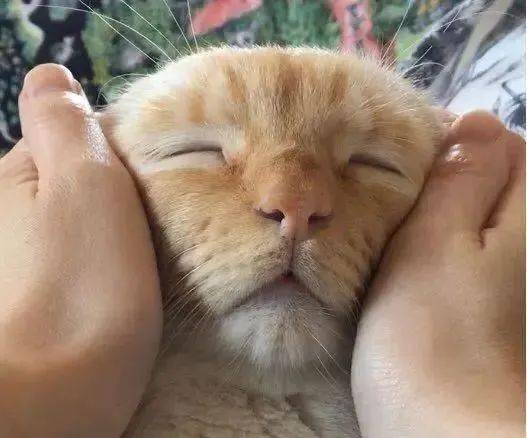 给猫做脸部按摩时,可能手法太好了,猫这表情好享受