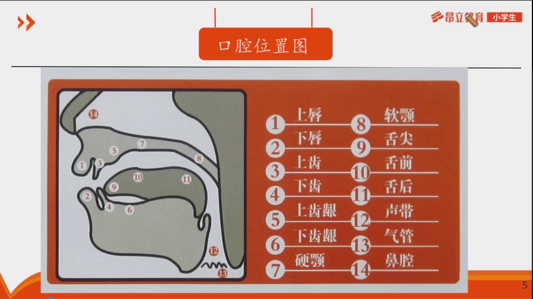 音标这样学,英语发音变简单!