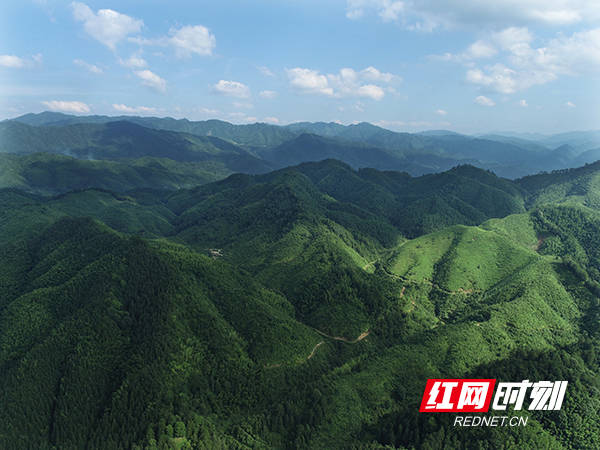 邵阳市洞口县罗溪国有林场,位于雪峰山脉腹地.