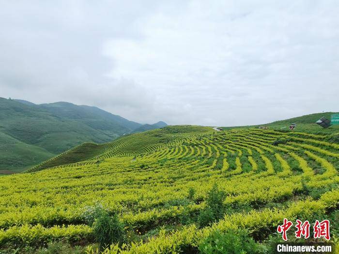 走进贵州省铜仁市思南县鹦鹉溪镇训家坝村的千亩茶园,梯田式的茶山