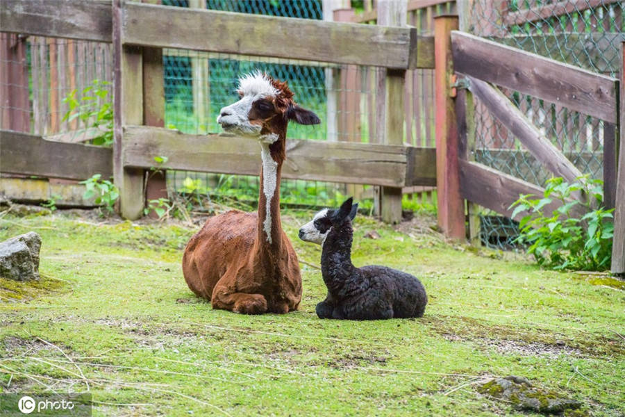 德国动物园羊驼宝宝出生