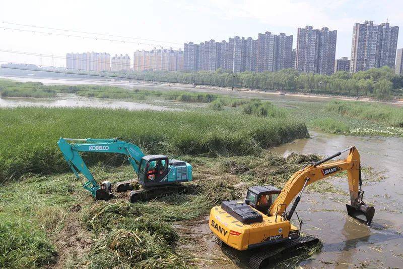 两台挖掘机在河道中清理水草