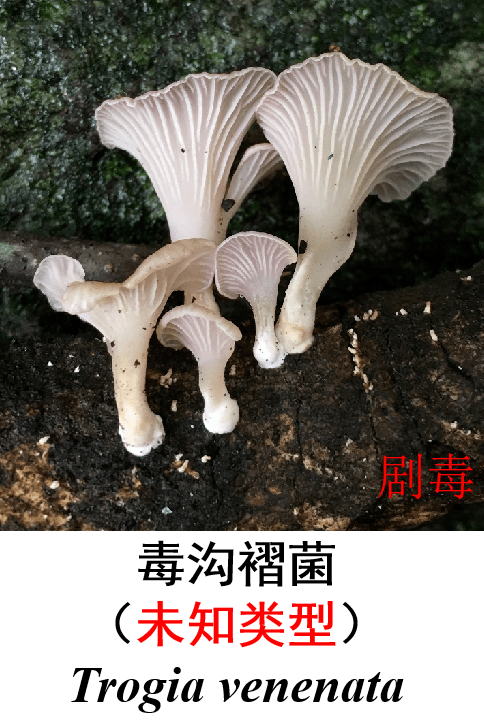 恩施州常见毒蘑菇图鉴毒蘑菇所含毒素较复杂,或因地区,季节,品种和