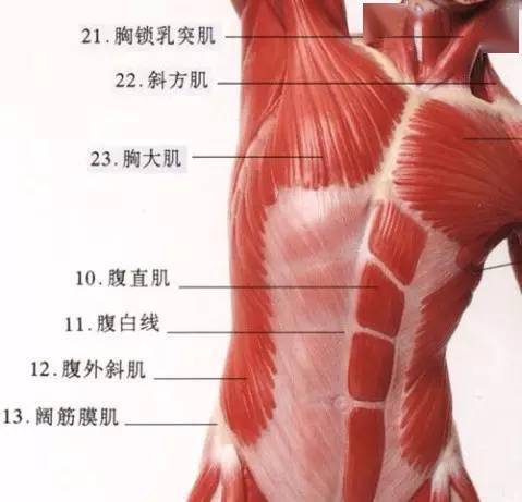 史上最全游泳核心力量锻炼gif图!