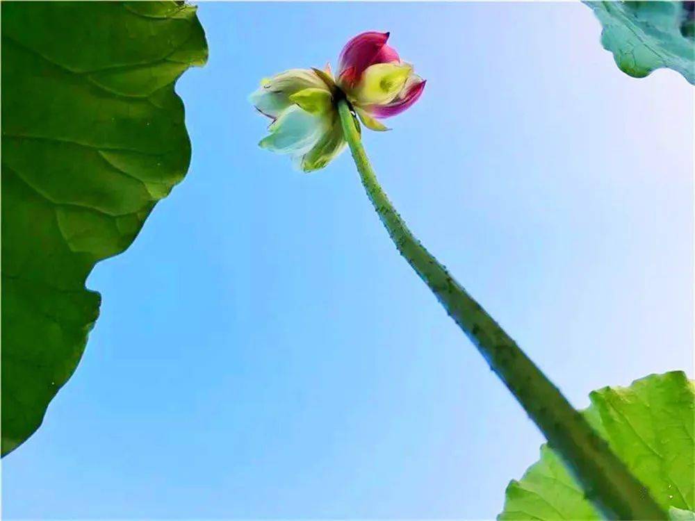 喜迎cop15 丨专家称:普者黑双色并蒂莲的出现概率为百