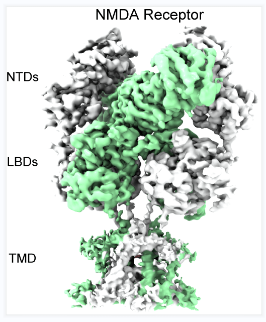 受体|快速抗抑郁药氯胺酮三维结构、作用机制揭示！